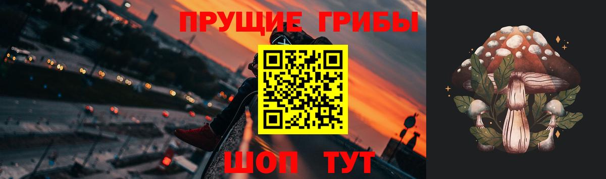 Галлюциногенные грибы Psilocybe Новокубанск